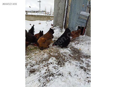 tavuk iki adet brahma tavugu bir adet koy tavugu sahibinden comda 984521409 tavuk iki adet brahma tavugu bir adet koy tavugu sahibinden comda 984521409