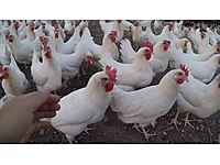 Ankara Satilik Tavuk Cinsleri Ve Fiyatlari Sahibinden Com Da 8 Ankara Satilik Tavuk Cinsleri Ve Fiyatlari Sahibinden Com Da 8