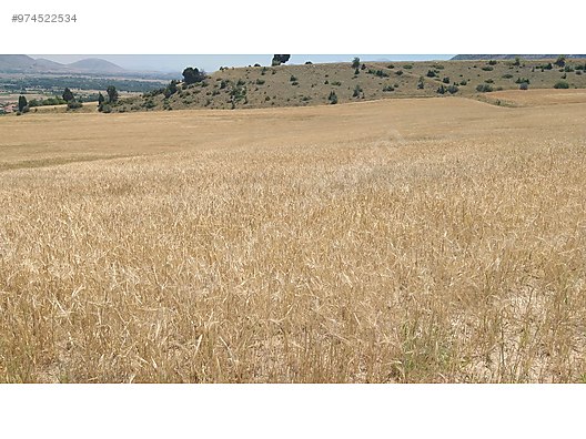 aciiil son fiyat buyuk tarla satilik arsa ilanlari sahibinden com da 974522534 aciiil son fiyat buyuk tarla satilik arsa ilanlari sahibinden com da 974522534