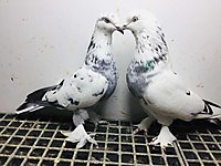 satilik guvercin cinsleri ve fiyatlari sahibinden com da 2