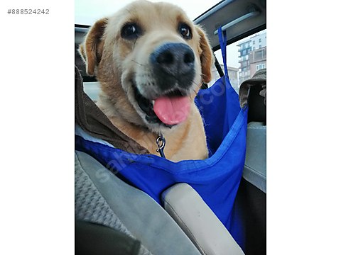 Kopek Labrador Uysal Oglumuz Stich Yuva Ariyor Sahibinden Comda 888524242