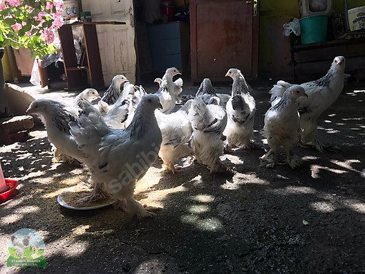 Tavuk Light Brahma Yarka Ve Ferikler Istanbul Brahma Sus Tavuklari Sahibinden Comda 934524325 Tavuk Light Brahma Yarka Ve Ferikler Istanbul Brahma Sus Tavuklari Sahibinden Comda 934524325