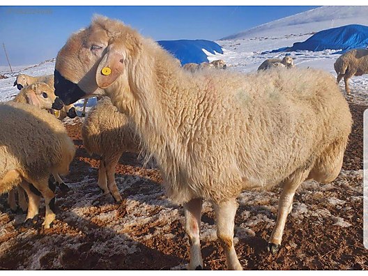 Hayvanlar Alemi / Küçükbaş Hayvanlar / Koyun