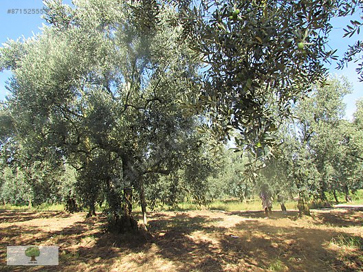 Iznik Cakirca Mahallesinde 11000 M Zeytin Bahcesi Satilik Arsa Ilanlari Sahibinden Com Da 871525555