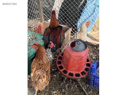 Tavuk Her Turlu Tavuk Bulunur Sahibinden Comda 956527892 Tavuk Her Turlu Tavuk Bulunur Sahibinden Comda 956527892