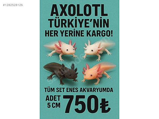 Pets & Livestock / Reptiles / Salamander