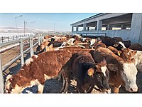 Satilik Inek Cinsleri Ve Fiyatlari Sahibinden Com Da 8