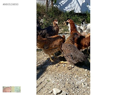 Tavuk Mavi Yumurtlayan Tavuk Kapinda Odem Sahibinden Comda 960528650 Tavuk Mavi Yumurtlayan Tavuk Kapinda Odem Sahibinden Comda 960528650