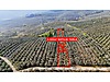 MUDANYA ORHANİYE'DE KÖY YAKINI ULAŞIMI KOLAY BAKIMLI ZEYTİNLİK!