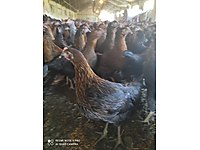 Osmangazi Satilik Tavuk Cinsleri Ve Fiyatlari Sahibinden Com Da Osmangazi Satilik Tavuk Cinsleri Ve Fiyatlari Sahibinden Com Da
