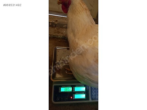 Tavuk Ankara Etlik Sahibinden Comda 968531492