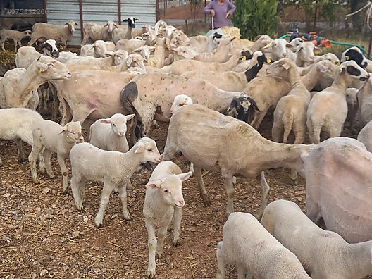 sheep a kalite 67 koyun 1 koc 40 kuzu 0553 227 74 66 izmir at sahibinden com 975532266 sheep a kalite 67 koyun 1 koc 40 kuzu 0553 227 74 66 izmir at sahibinden com 975532266