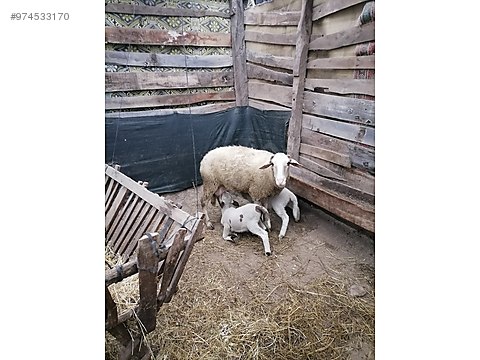 koyun sahibinden satilik a kalite koyunlar sahibinden comda 974533170