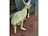 Pets & Livestock / Small Livestock / Rams