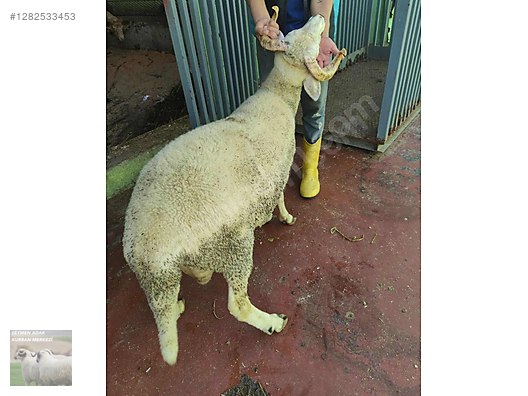 Pets & Livestock / Small Livestock / Rams
