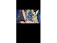 Mühtahsilden YAĞLIK Gemlik Zeytini