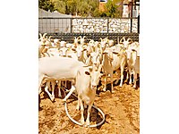 sahibinden satilik keci cinsleri ve fiyatlari sahibinden com da sahibinden satilik keci cinsleri ve fiyatlari sahibinden com da