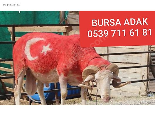 Kuzu Her Butceye Uygun Adaklik Ve Kurbanlik Bulunur 539 711 6181 Sahibinden Comda 844535153