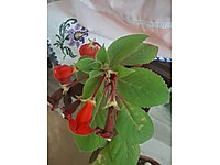 kohlera çiçeği büyük...anaç çiçek