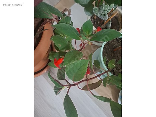 İkinci El ve Sıfır Alışveriş / Bahçe & Yapı Market / Bahçe / Bitki & Çiçek / Çiçekli Bitki