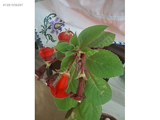 İkinci El ve Sıfır Alışveriş / Bahçe & Yapı Market / Bahçe / Bitki & Çiçek / Çiçekli Bitki