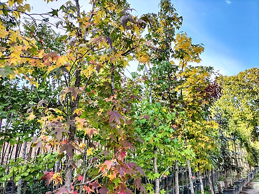 Sığla - Tüm Ağaç Çeşitleri sahibinden.com'da - 948536401