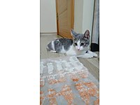 üç aylık erkek tekir veteriner doğumlu #1283537024