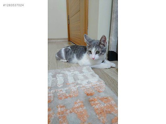 Hayvanlar Alemi / Evcil Hayvanlar / Kedi / Tekir