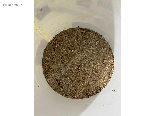 Hayvanlar Alemi / Böcekler / Diğer Türler