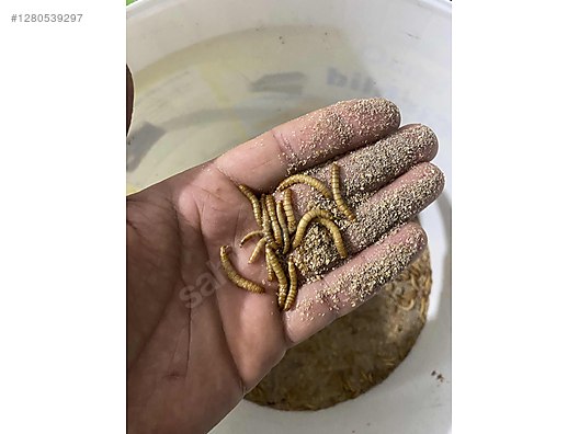 Hayvanlar Alemi / Böcekler / Diğer Türler