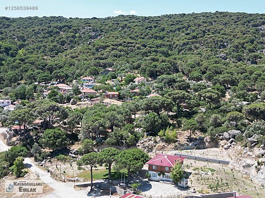 Ayvalık Özkayaoğulları emlak Tan okçular köyü satılık fıstıklık #1256539489