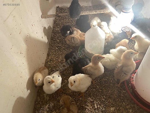 tavuk satilik koy tavugu civcivleri sahibinden comda 979539888 tavuk satilik koy tavugu civcivleri sahibinden comda 979539888