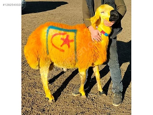 Hayvanlar Alemi / Küçükbaş Hayvanlar / Koyun