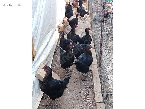 0zm1dbtpgxhdnm 0zm1dbtpgxhdnm