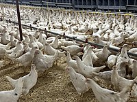 ÜRETİCİDEN KÜMES KURULUMU YARKA TAVUK #1142540565