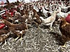 Pets & Livestock / Poultry & Fowl / Chickens