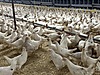 Pets & Livestock / Poultry & Fowl / Chickens