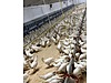 Pets & Livestock / Poultry & Fowl / Chickens