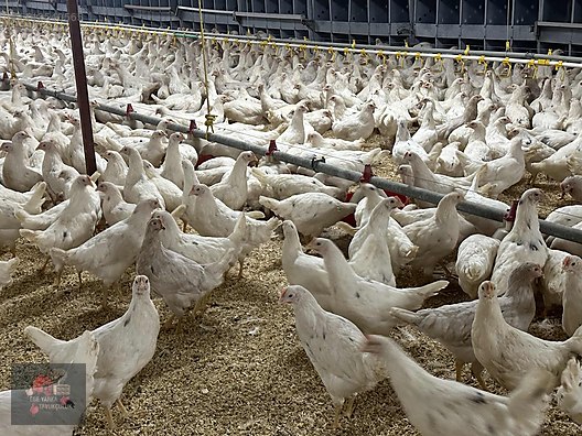 Pets & Livestock / Poultry & Fowl / Chickens