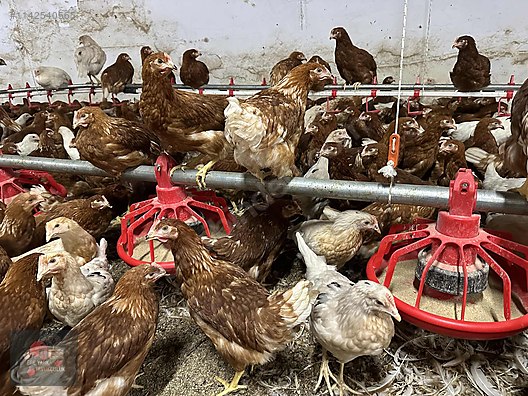 Pets & Livestock / Poultry & Fowl / Chickens