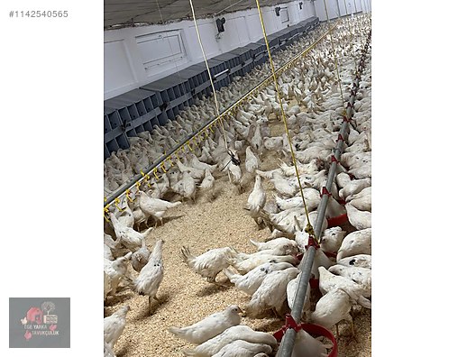 Pets & Livestock / Poultry & Fowl / Chickens