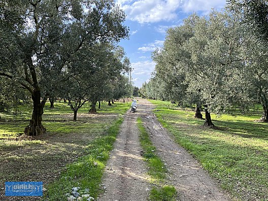 Bursa Iznik Te Merkezi Konum Da Zeytin Bahcesi Satilik Arsa Ilanlari Sahibinden Com Da 878545479