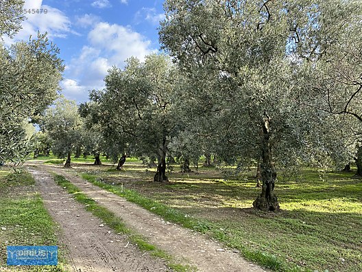 Bursa Iznik Te Merkezi Konum Da Zeytin Bahcesi Satilik Arsa Ilanlari Sahibinden Com Da 878545479