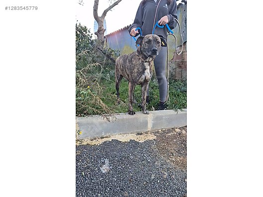 Hayvanlar Alemi / Evcil Hayvanlar / Köpek / Melez