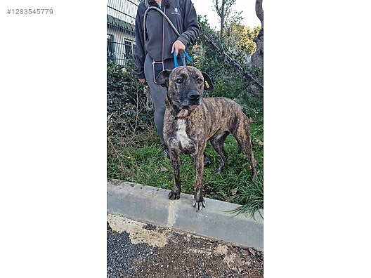 Hayvanlar Alemi / Evcil Hayvanlar / Köpek / Melez