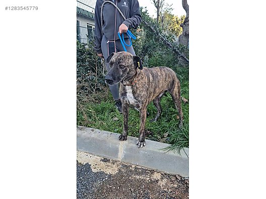 Hayvanlar Alemi / Evcil Hayvanlar / Köpek / Melez