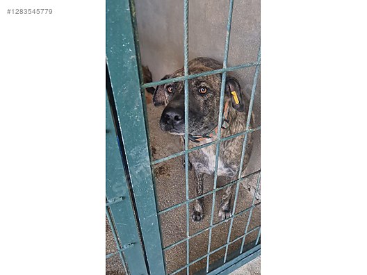 Hayvanlar Alemi / Evcil Hayvanlar / Köpek / Melez