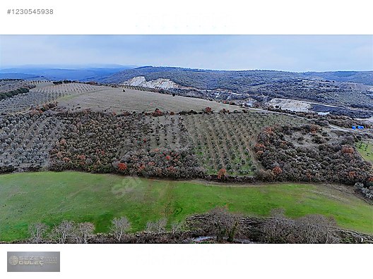 SEZER GÜLEÇ GAYRİMENKUL'DEN // YEŞİLDERE MAH. // 6.000 M2 ZEYTİN #1230545938