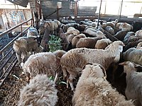 Izmir Satilik Koyun Cinsleri Ve Fiyatlari Sahibinden Com Da 4