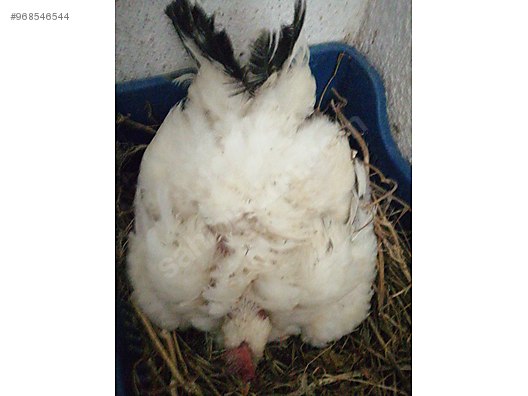 Tavuk Genc Koy Tavuklari Ve Civcivler Satilik Sahibinden Comda 968546544 Tavuk Genc Koy Tavuklari Ve Civcivler Satilik Sahibinden Comda 968546544